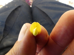 Aspalathus caledonensis