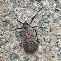 Lycorma delicatula