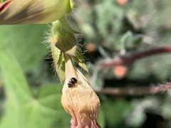 Phidippus