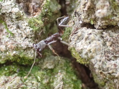 Odontomachus haematodus