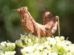 Ameles spallanzania