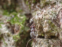 Odontomachus haematodus
