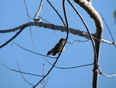 Chlorostilbon lucidus