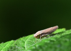 Graphocephala