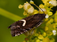 Grapholita lunulana