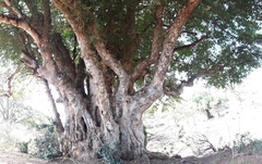 Xanthocercis zambesiaca