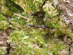 Odontomachus haematodus