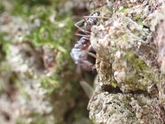 Odontomachus haematodus