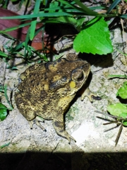 Duttaphrynus melanostictus