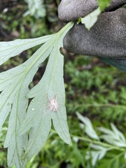 Gibellula