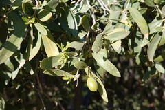 Diospyros