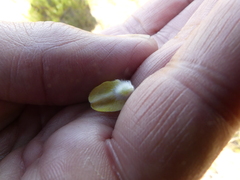 Aspalathus caledonensis