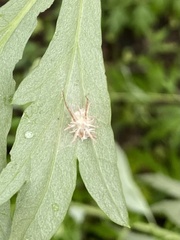 Gibellula