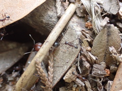 Pheidole obscurithorax