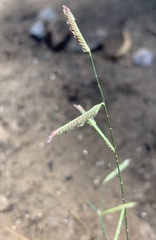 Bouteloua barbata barbata