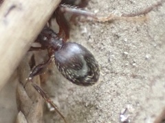 Pheidole obscurithorax