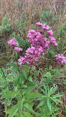 Eutrochium maculatum