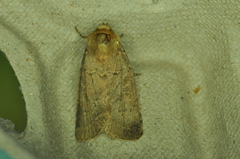Orthodes cynica
