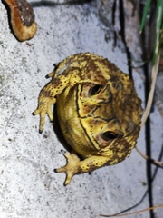 Duttaphrynus melanostictus