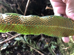 Niphidium crassifolium