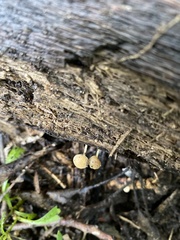 Simocybe centunculus