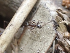 Pheidole obscurithorax