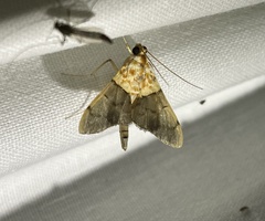 Agrotera