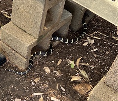 Lampropeltis californiae