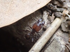 Pheidole obscurithorax