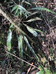 Niphidium crassifolium