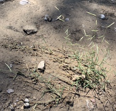 Bouteloua barbata barbata