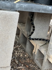 Lampropeltis californiae