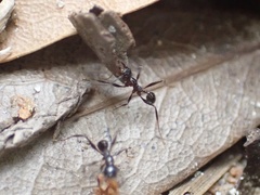 Pheidole obscurithorax