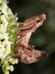 Ameles spallanzania