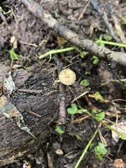 Simocybe centunculus
