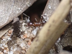 Pheidole obscurithorax