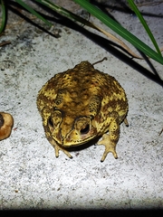 Duttaphrynus melanostictus