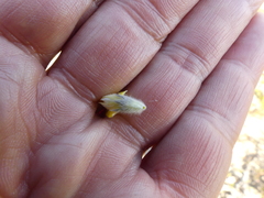 Aspalathus caledonensis