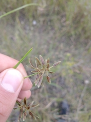 Cyperus