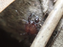 Pheidole obscurithorax