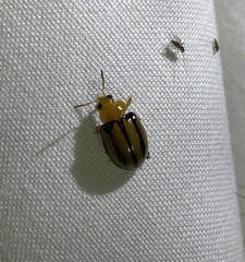 Chrysomelidae