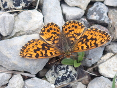 Boloria dia