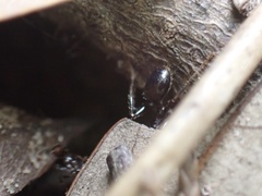 Pheidole obscurithorax