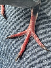 Columba livia domestica