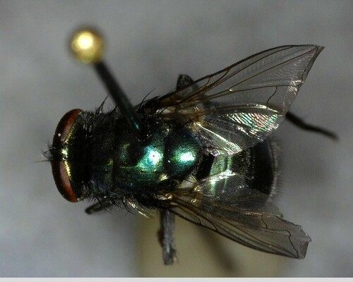 iNaturalist observation photo of False Greenbottles