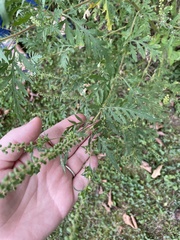 Ambrosia artemisiifolia