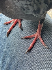 Columba livia domestica
