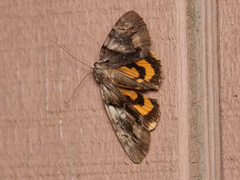 Catocala blandula