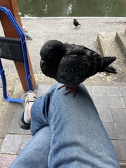 Columba livia domestica