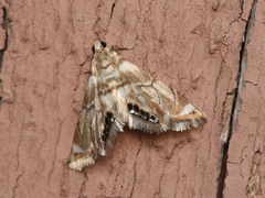 Eoparargyractis